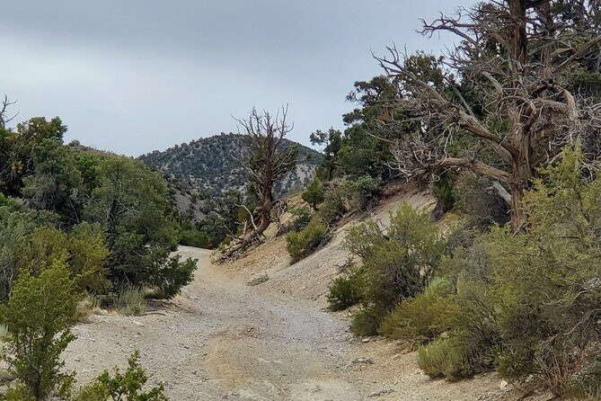 Red Rock Canyon Half Day Jeep Tour Offroad Adventure - An In-Depth Look at the Red Rock Canyon Jeep Tour