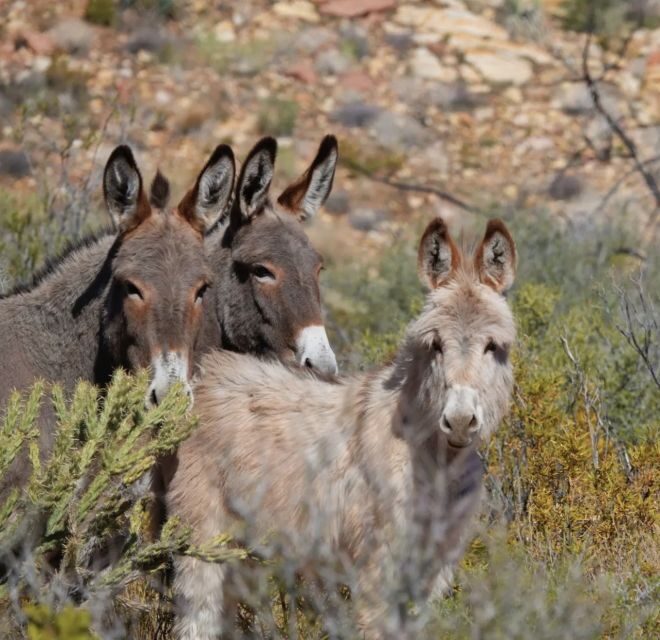 Red Rock Canyon Sign& Seven Magic Mountains Tour - FAQ
