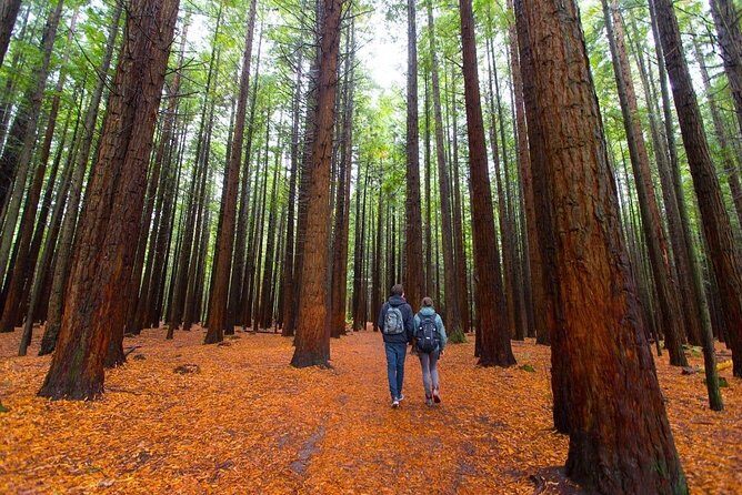 Redwood Forest , Blue Springs & Huka Falls Day Tour from Auckland - Exploring New Zealand’s Natural Wonders in a Day: Our Honest Take on the Redwood Forest, Blue Springs & Huka Falls Tour from Auckland