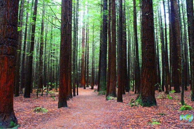 Redwood Forest , Blue Springs & Huka Falls Day Tour from Auckland - What Do Our Reviewers Say?