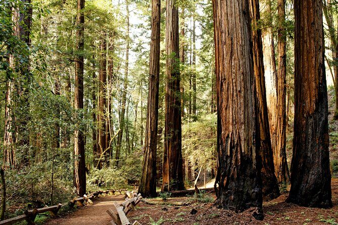 Redwood National and State Parks Self-Guided Audio Driving Tour - Key Points