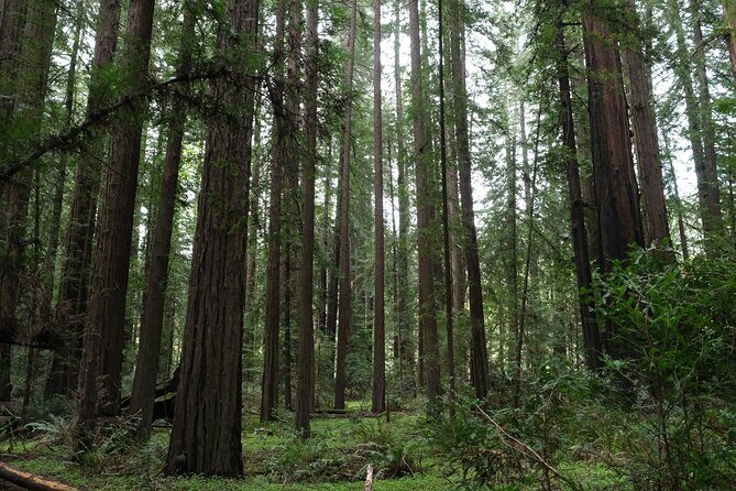 Redwood National and State Parks Self-Guided Audio Driving Tour - FAQs