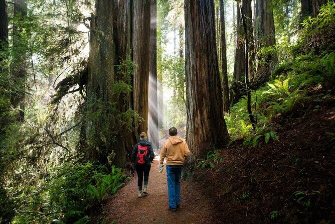 Redwood National Park Self-Guided Audio Tour - FAQs