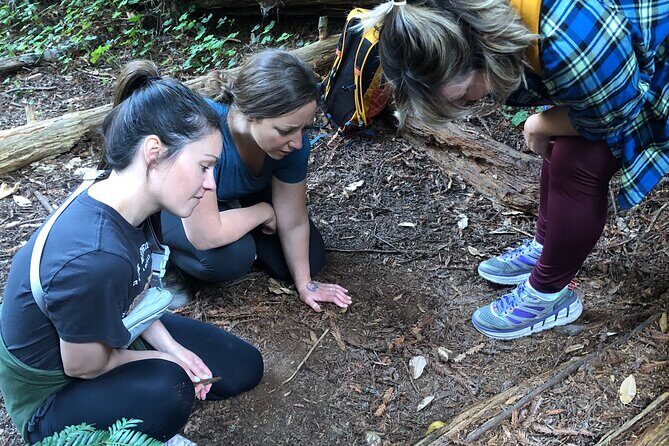 Redwoods Forest Bathing - Who Will Love This Tour?