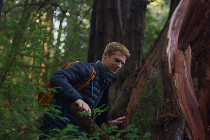 Redwoods Forest Bathing - The Sum Up: Is It Worth It?