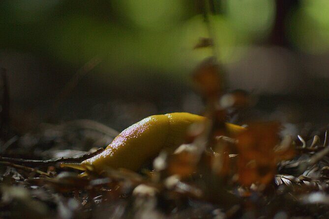 Redwoods Forest Bathing - FAQs