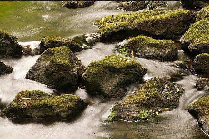 Redwoods of Marin and Mt. Tamalpais Walking Tour with Local Guide - The Pros and Cons