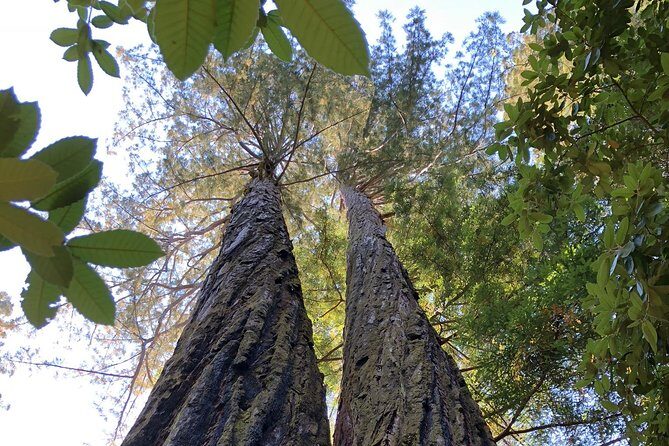 Redwoods of Marin and Mt. Tamalpais Walking Tour with Local Guide - Who Would Love This Tour?