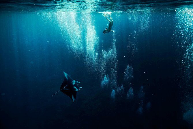 Reef Discovery Half Day Group Signature Tour - What to Expect from This Bora Bora Snorkeling Tour