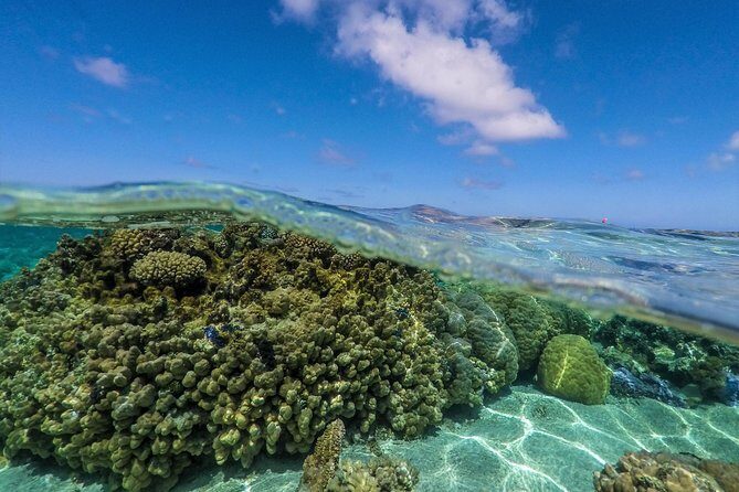 Reef Discovery Half Day Group Signature Tour - Final Thoughts: Is It Worth It?