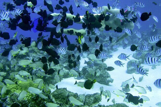 Reef Discovery Private Full Day Lagoon Tour & Water Lunch - FAQs