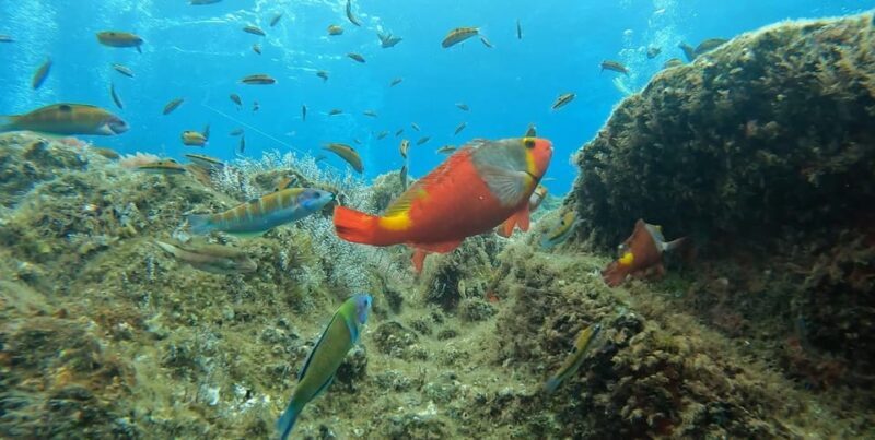 Reef Fish Watching - Key Points