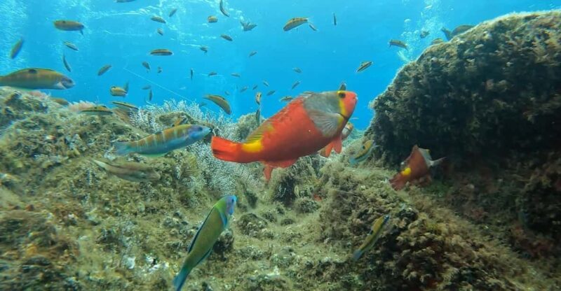 Reef Fish Watching - What to Expect from the Reef Fish Watching Tour