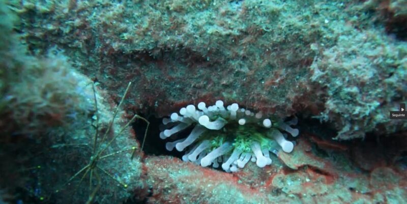 Reef Fish Watching - The Sum Up: Is This Tour Right for You?