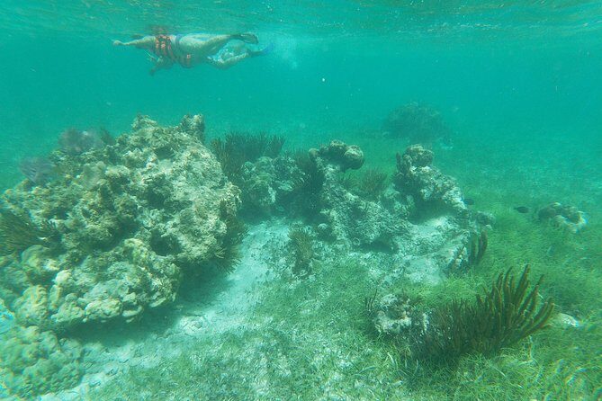 Reef Snorkel, underwater adventure in Puerto Morelos With Transportation & Lunch - An In-Depth Look at the Reef Snorkel Tour in Puerto Morelos