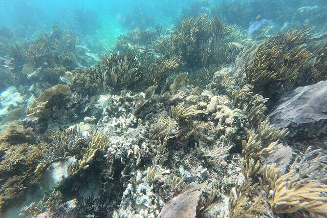 Reef Snorkeling with ATV, Zipline, Cenote that includes lunch and transportation - Who Would Love This Tour?