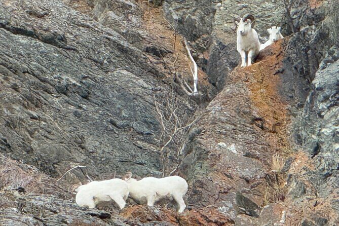 Refined Alaskan Escape: Private, Custom Journey with Local Expert - Who Is This Tour Best For?