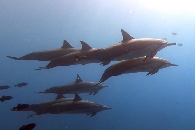 Refresher Scuba Dive - Key Points