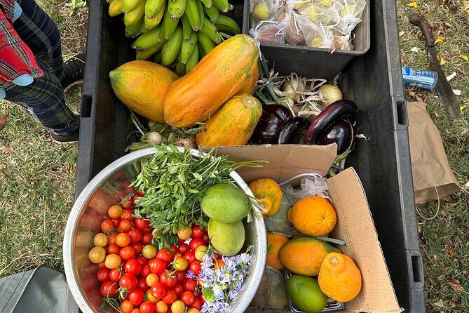 Regenerative Mango and Tropical Fruit Tour in West Maui - A Deep Dive into the Maui Mango and Tropical Fruit Tour