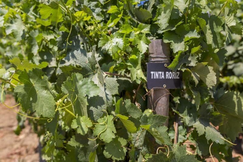 Régua: Wine tasting at a Quinta, traditional lunch, cruise, and train ride - The Overall Experience: Pros and Cons