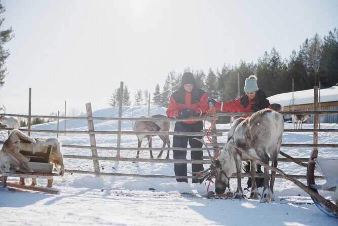 Reindeer Experience with Sledge Ride - The Pros and Cons
