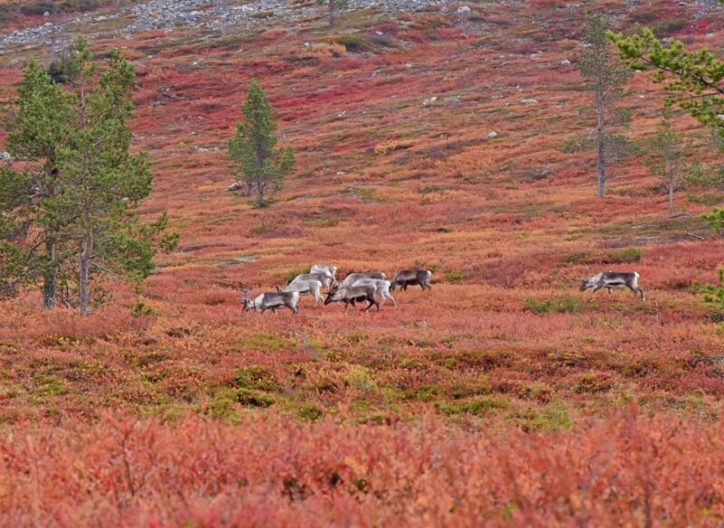 Reindeer Farm Visit & Wilderness Fell Adventure - Why This Experience Stands Out