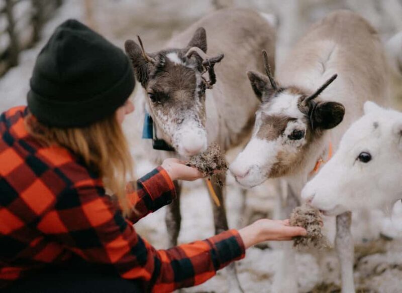 Reindeer Farm Visit & Wilderness Fell Adventure - In-Depth Look at the Itinerary