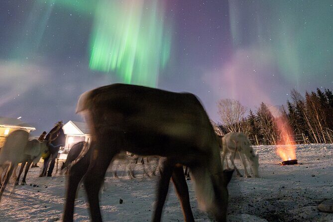 Reindeer Feeding and Sledding, Sami Storytelling Night Tour - A Practical Look at the Experience