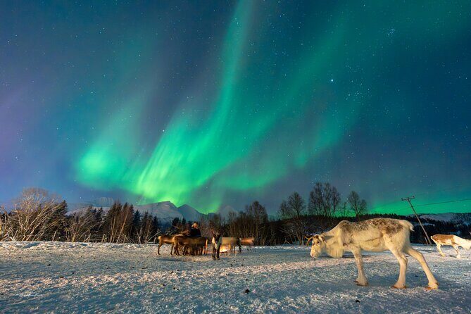 Reindeer Feeding and Sledding, Sami Storytelling Night Tour - Who Should Consider This Tour?