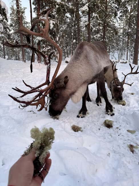 Reindeer feeding in Inari - What to Expect on the Reindeer Feeding Tour