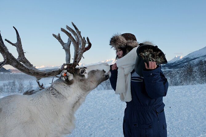 Reindeer feeding & Saami Culture - What’s the Itinerary Like?