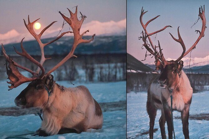 Reindeer feeding & Saami Culture with chance for Northern Lights - Who Should Book This Tour?