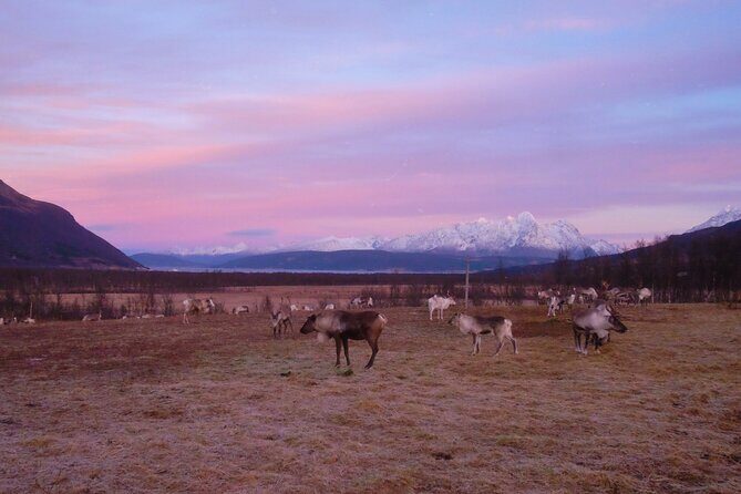 Reindeer feeding & Saami Culture with chance for Northern Lights - FAQs