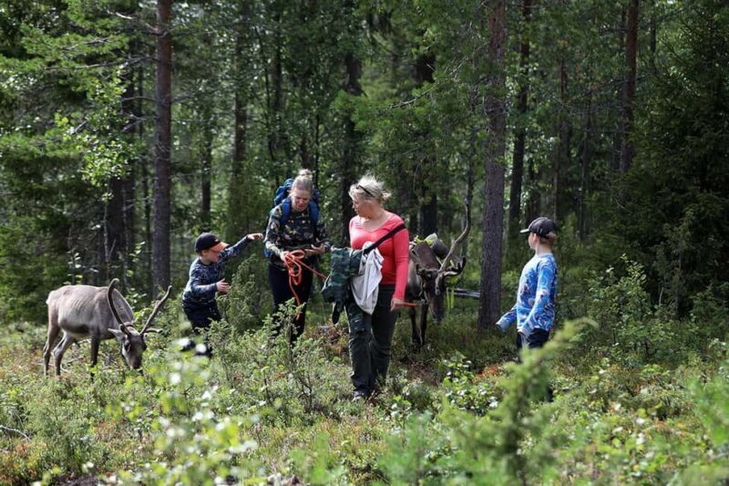 Reindeer Hike in Kuusamo nature - The Landscape and Scenery