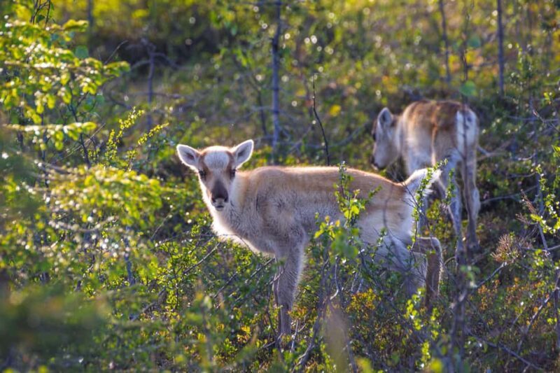 Reindeer Hike in Kuusamo nature - Final Thoughts: Is It Worth It?