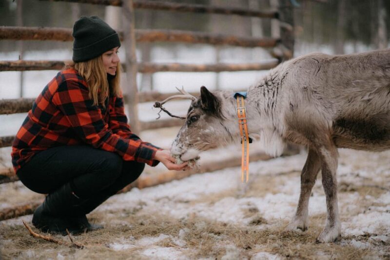Reindeer Husbandry with Snowmobile Sleigh Ride and Lunch - What Travelers Say