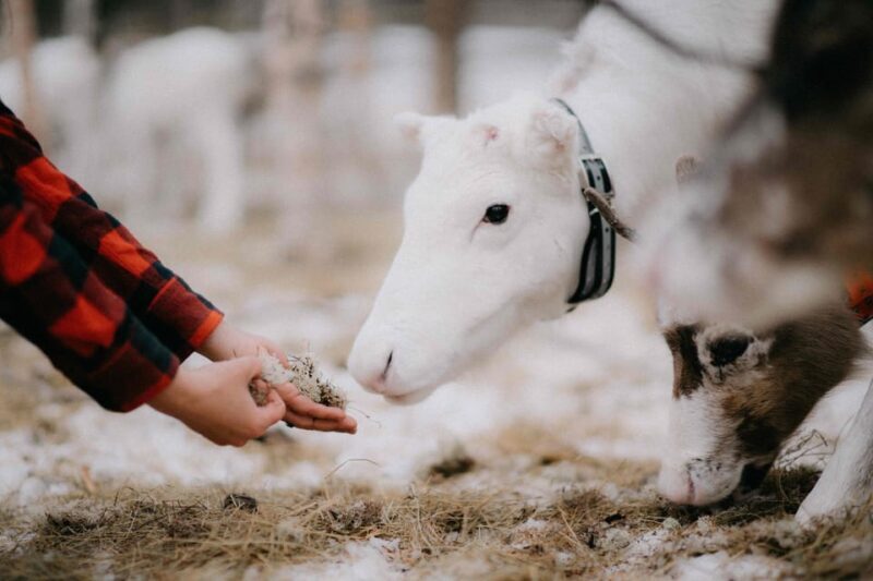 Reindeer Husbandry with Snowmobile Sleigh Ride and Lunch - FAQ