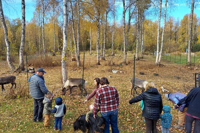Reindeer Meet and Feed - Talkeetna - Who Will Love This Tour?