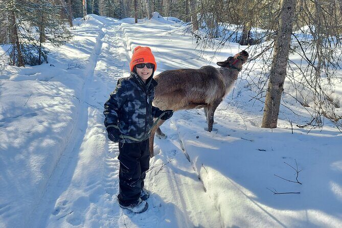 Reindeer Meet and Feed - Talkeetna - FAQs