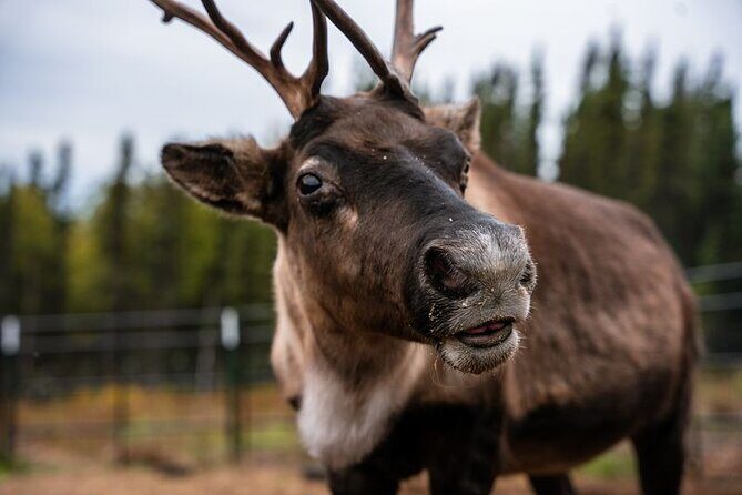 Reindeer Meet and Greet - Key Points