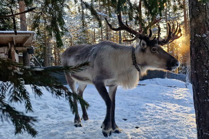 Reindeer Park Adventure - Key Points