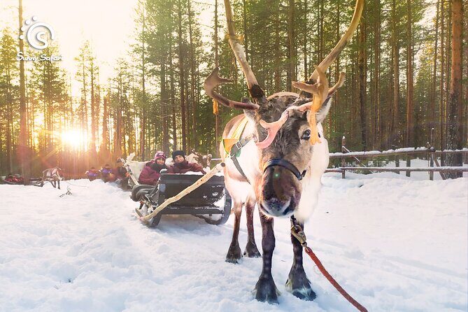 Reindeer Safari in Arctic Wilderness - Introduction: What To Expect from the Reindeer Safari