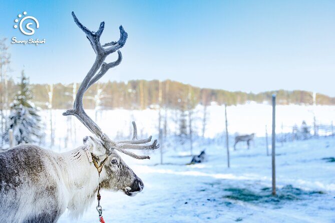 Reindeer Safari in Arctic Wilderness - FAQ