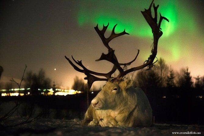 Reindeer Sledding and Feeding with Chance of Northern Lights Tromso - Key Points