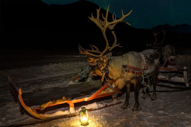 Reindeer Sledding and Feeding with Chance of Northern Lights Tromso - An Honest Look at the Experience