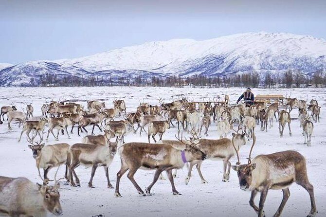 Reindeer Sledding Experience and Sami Culture Tour from Tromso - Practical Tips