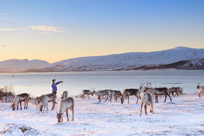 Reindeer Sledding Experience and Sami Culture Tour from Tromso - Final Thoughts