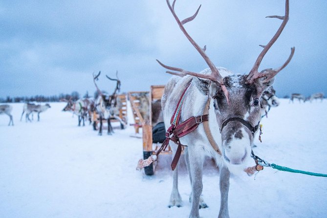 Reindeer Sledding Experience and Sami Culture Tour from Tromso - Stop: Hot Meal Around Fire + Warm Lavvu Time
