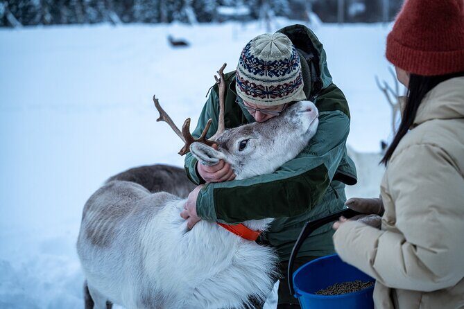Reindeer Sledding, Feeding And Sami Culture At Reindeer Farm - An In-Depth Look at the Tour