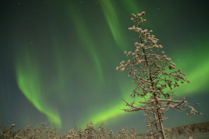 Reindeer sleigh ride across the night in Apukka Resort Rovaniemi - Practical Details